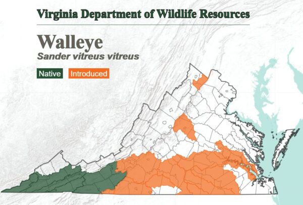 Isang mapa na nagpapakita ng ugali na lokasyon ng walleye sa buong estado. Katutubo sa timog kanlurang Virginia at ipinakilala sa karamihan ng timog na rehiyon.