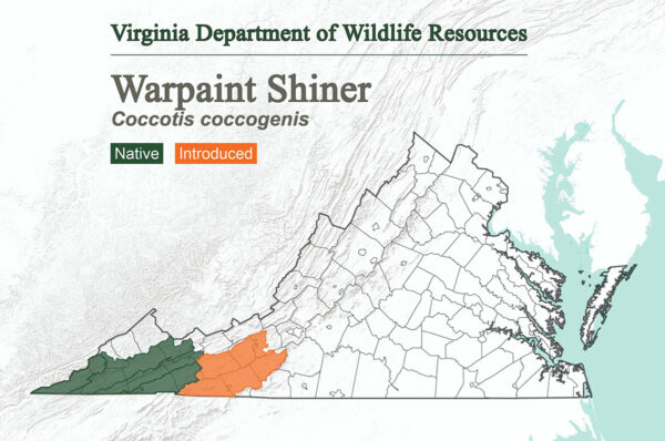 Ang warpaint shiner ay matatagpuan sa buong kanlurang dulo ng Virginia at ipinakilala sa pinakasilangang hangganan ng domain nito