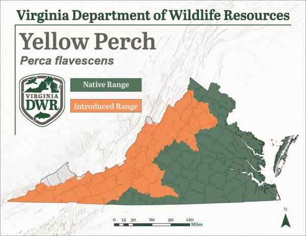Ang hanay na mapa ng Yellow perch ay nagpapakita na ito ay matatagpuan sa buong estado