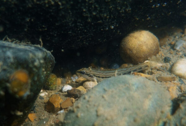 Isang Ashy Darter sa bahay sa stream-bottom. Larawan ni © Maddie Cogar - DWR