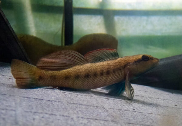 Isang malapit na side view ng Ashy Darter sa isang tangke.