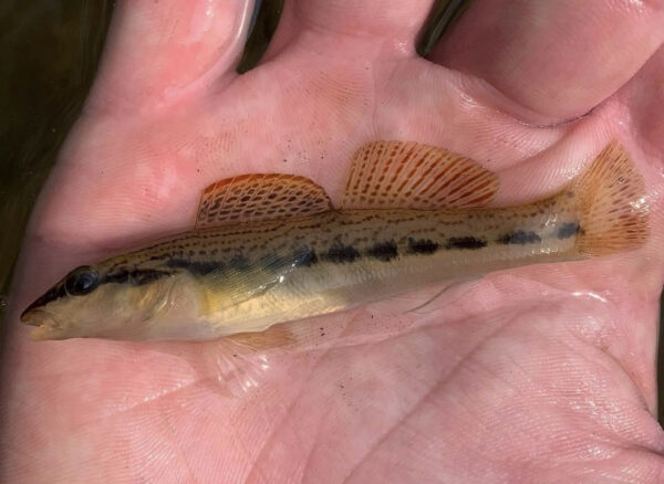 Isang imahe ni Ashy Darter