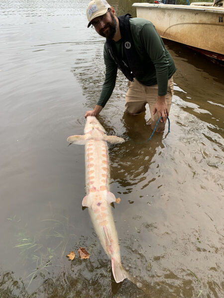 Isang lalaking nasa tuhod ang lalim ng tubig na may hawak na sturgeon sa mukha nito at ang isda sa likod nito na nagpapakita ng cream na tiyan nito na may dalawahang pulang batik na guhit sa tiyan nito.