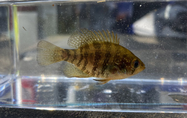 Isang Banded Sunfish sa isang observation tank. © Larawan ni Maddie Cogar - DWR