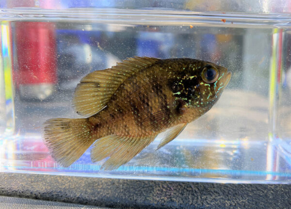 Isang imahe ng Banded Sunfish