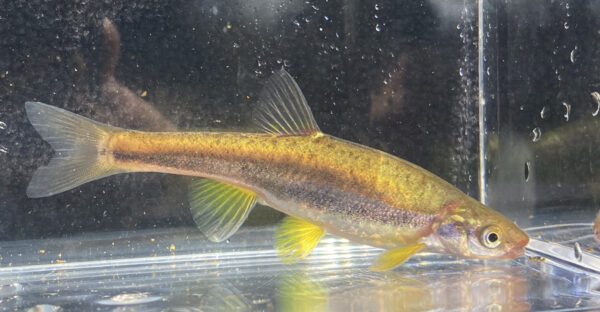 Isang imahe ng Blackside Dace