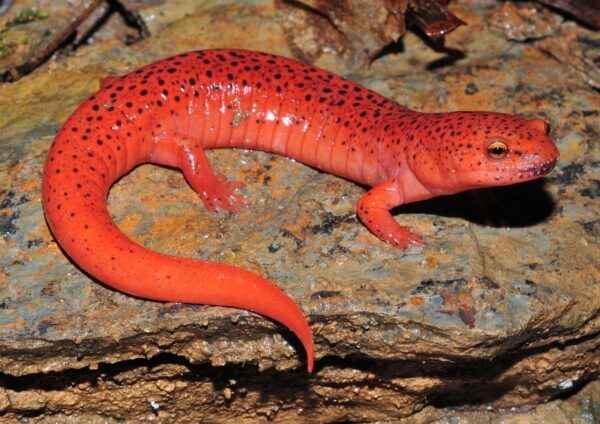 Isang imahe ng Blue Ridge red salamander