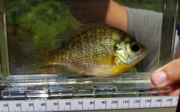 Isang larawan ng isang bluegill para sa mga layunin ng pagkakakilanlan