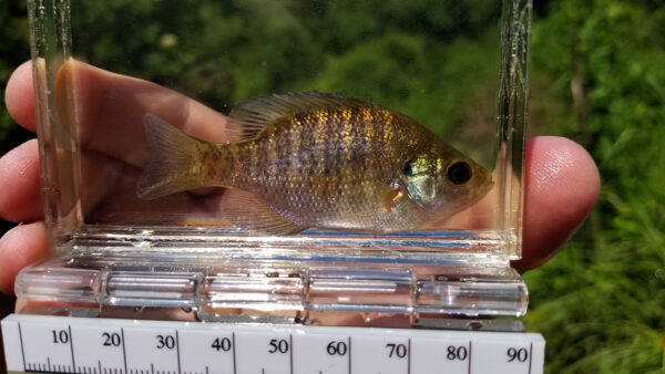 Isang imahe ng Bluegill