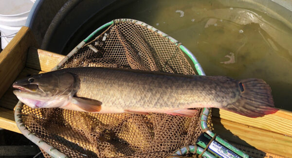 Isang Ruddy Bowfin, katamtamang haba na kayumanggi at berde, isda na nakapatong sa ibabaw ng lambat.