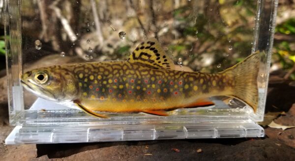 Brook Trout sa photarium