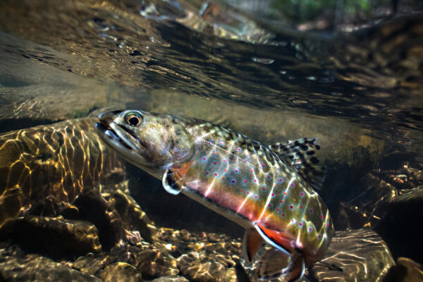Isang matingkad na kulay na brook trout na may kulay kahel na ilalim na kitang-kita