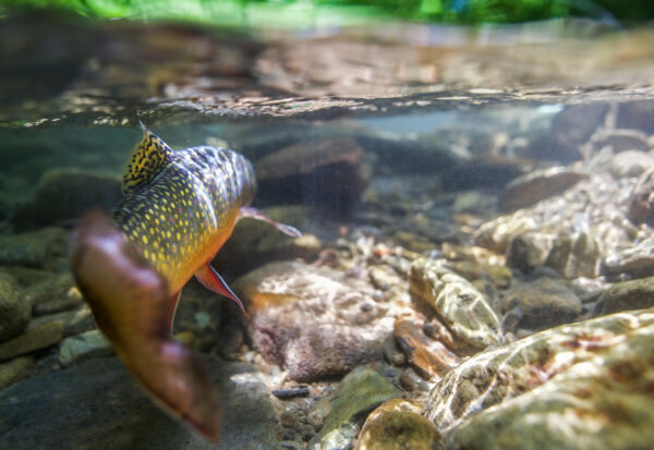 Isang brook trout sa isang riverbed