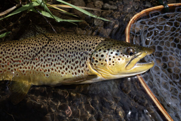 Isang imahe ng Brown Trout