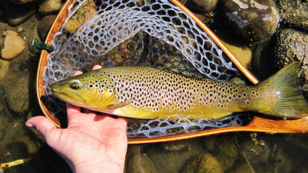 Isang imahe ng isang malaking brown na trout sa isang lambat matapos na mahuli sa isa sa mga sapa ng Virginia