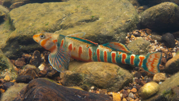 Isang Candy Darter na nakahiga sa ilalim ng batis.