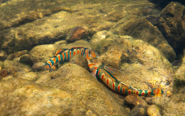 Nag-ugnayan ang dalawang Candy Darter.