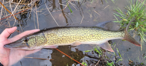 Isang imahe ng Chain Pickerel