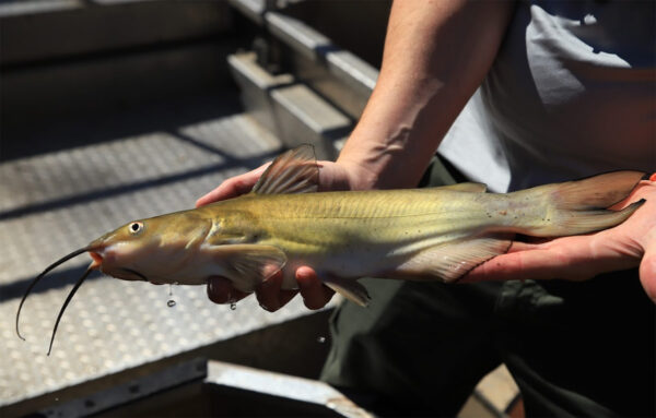 Isang larawan ng Channel Catfish