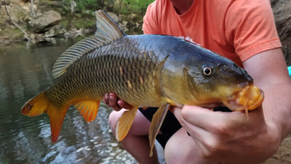 Isang imahe ng Common Carp