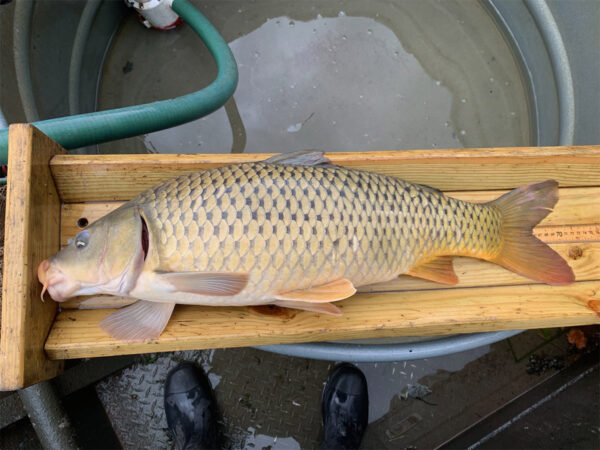 Isang karaniwang beige carp sa isang kahon ng pagsukat na gawa sa kahoy.