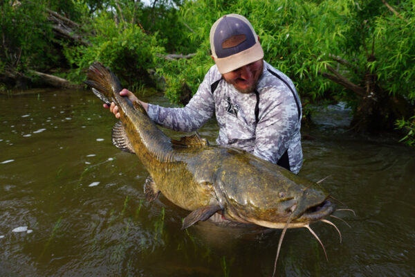 Isang imahe ng Flathead Catfish