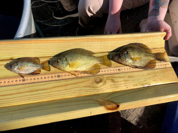 Isang larawan ng tatlong flyer sa iba't ibang edad na nakolekta sa panahon ng mga survey