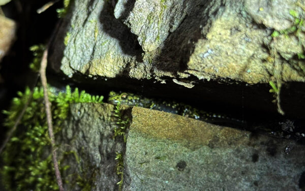 Isang Green Salamander na naka-camouflaged sa gitna ng lumot sa isang siwang ng bato. Larawan ni © Aaron Mazuelos