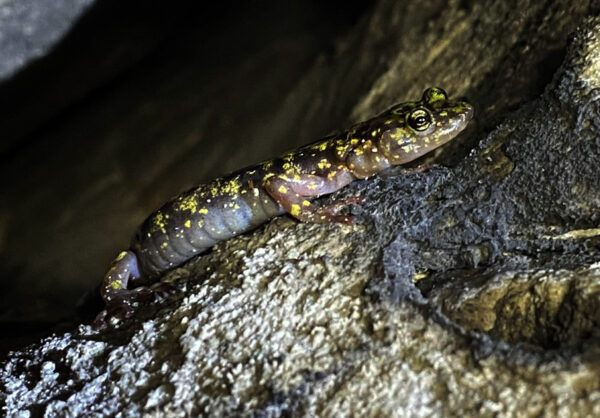 Isang imahe ng Green Salamander