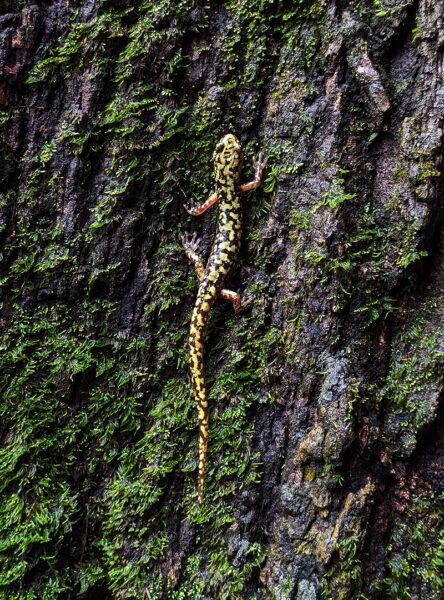 Isang Green Salamander na umaakyat sa mossy tree bark. Larawan ni © Myles Masterson