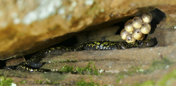 Isang Green Salamander breeding pares at ang kanilang mga itlog. Larawan ni © Wally Smith