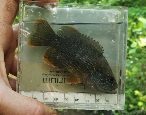 Isang imahe ng Green Sunfish