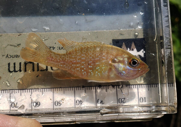Isang juvenile Green Sunfish. Dahil ang Green Sunfish ay may mas malaking bibig na nagbibigay-daan para sa mas maraming biktima, at lumalaki nang mas mabilis kaysa sa ilang iba pang species ng sunfish, kadalasang mas mabilis silang lumalaki at nalalabanan ang iba pang sunfish. © Larawan ni Dootin Branch