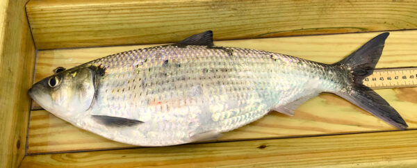 Isang gravid na babaeng si Hickory Shad na pinoproseso habang nagsa-sample ng komunidad ng isda. © Alan Weaver - DWR