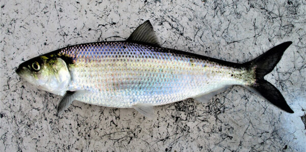 Isang nasa hustong gulang na si Hickory Shad. © Tim Aldridge