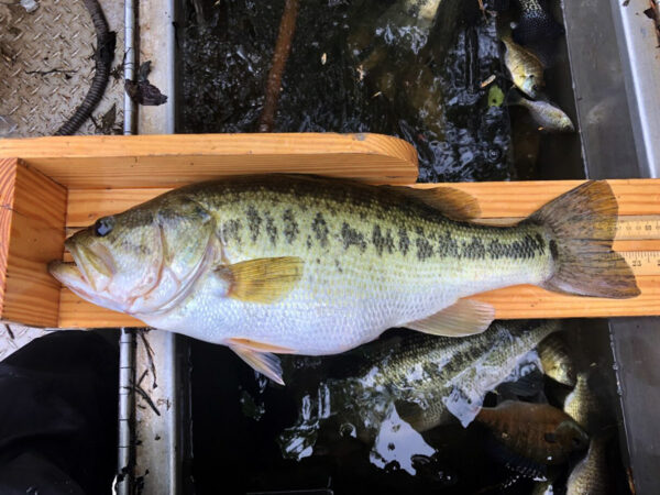 Isang imahe ng Largemouth Bass