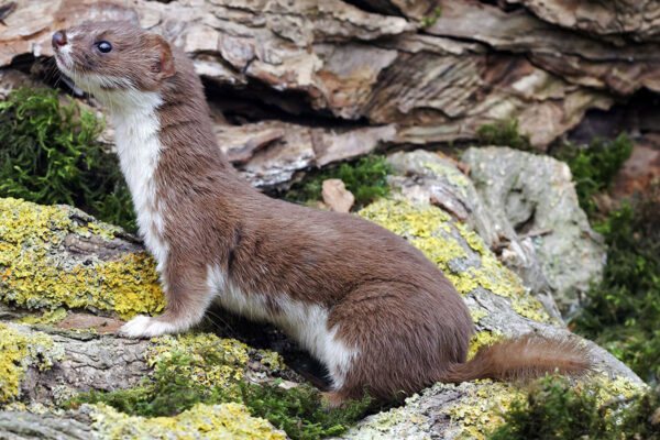 Isang larawan ng Least Weasel