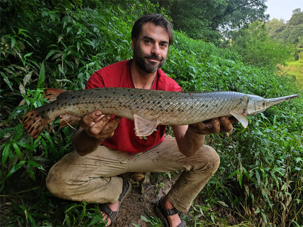 Isang imahe ng Longnose Gar