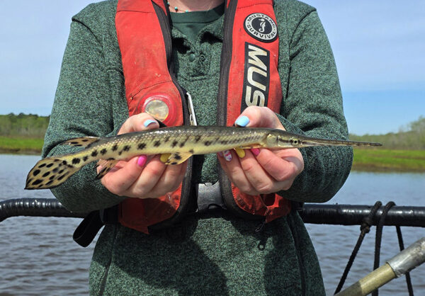 Isang batang Longnose Gar na nahuli sa isang DWR Electrofishing Survey.