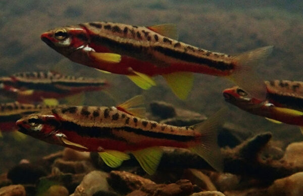Isang imahe ng Mountain Redbelly Dace