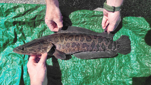 Isang Northern Snakehead sa gilid nito sa isang berdeng tarp na nakaposisyon para sa mga larawan ng tatlong ulo, dalawa sa itaas na palikpik at mula sa ibaba sa mga hasang.