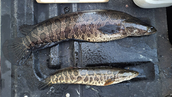 Isang imahe ng Northern Snakehead