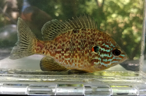 Isang imahe ng Pumpkinseed