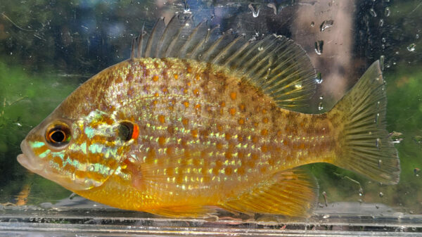 Isang imahe ng isang pumpkinseed para sa mga layunin ng pagkakakilanlan