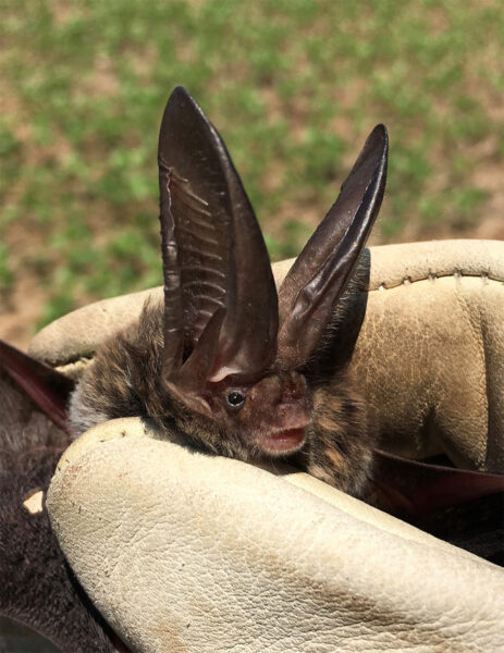 Sinusuri ng isang DWR Biologist ang silangang big-eared bat ng Rafinesqeue.