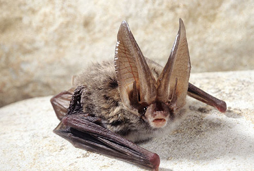 Ang Big-Eared Bat ni Rafinesque na kumapit sa isang bato. Larawan ni ©John MacGregor - Kentucky DFWR Photo