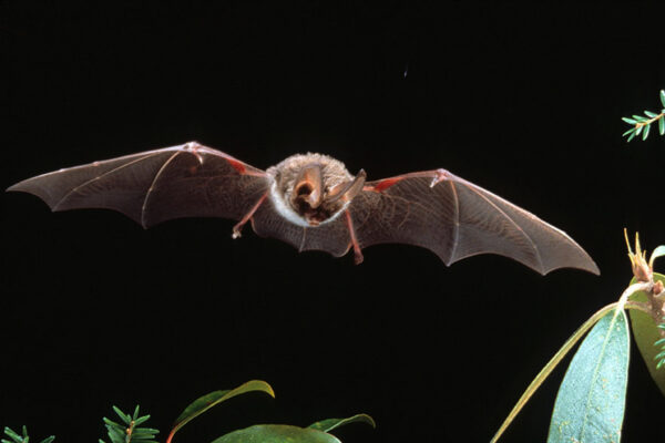 Isang Rafinesque's Big-Eared Bat pangangaso para sa biktima. Larawan ni ©John MacGregor - Kentucky DFWR Photo