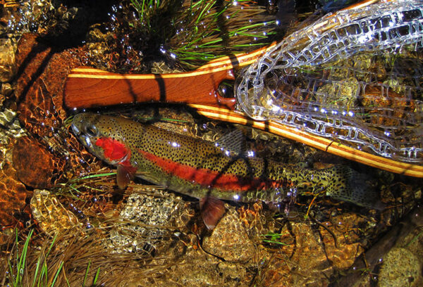 Isang imahe ng Rainbow Trout