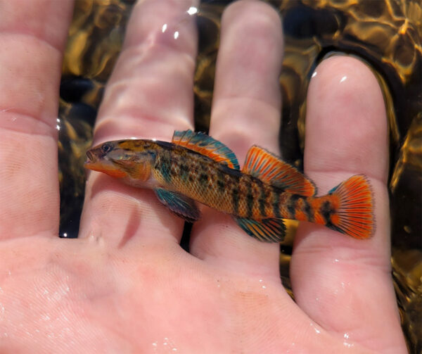 Isang imahe ng Rainbow Darter