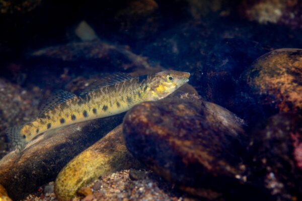 Isang imahe ng Roanoke Logperch